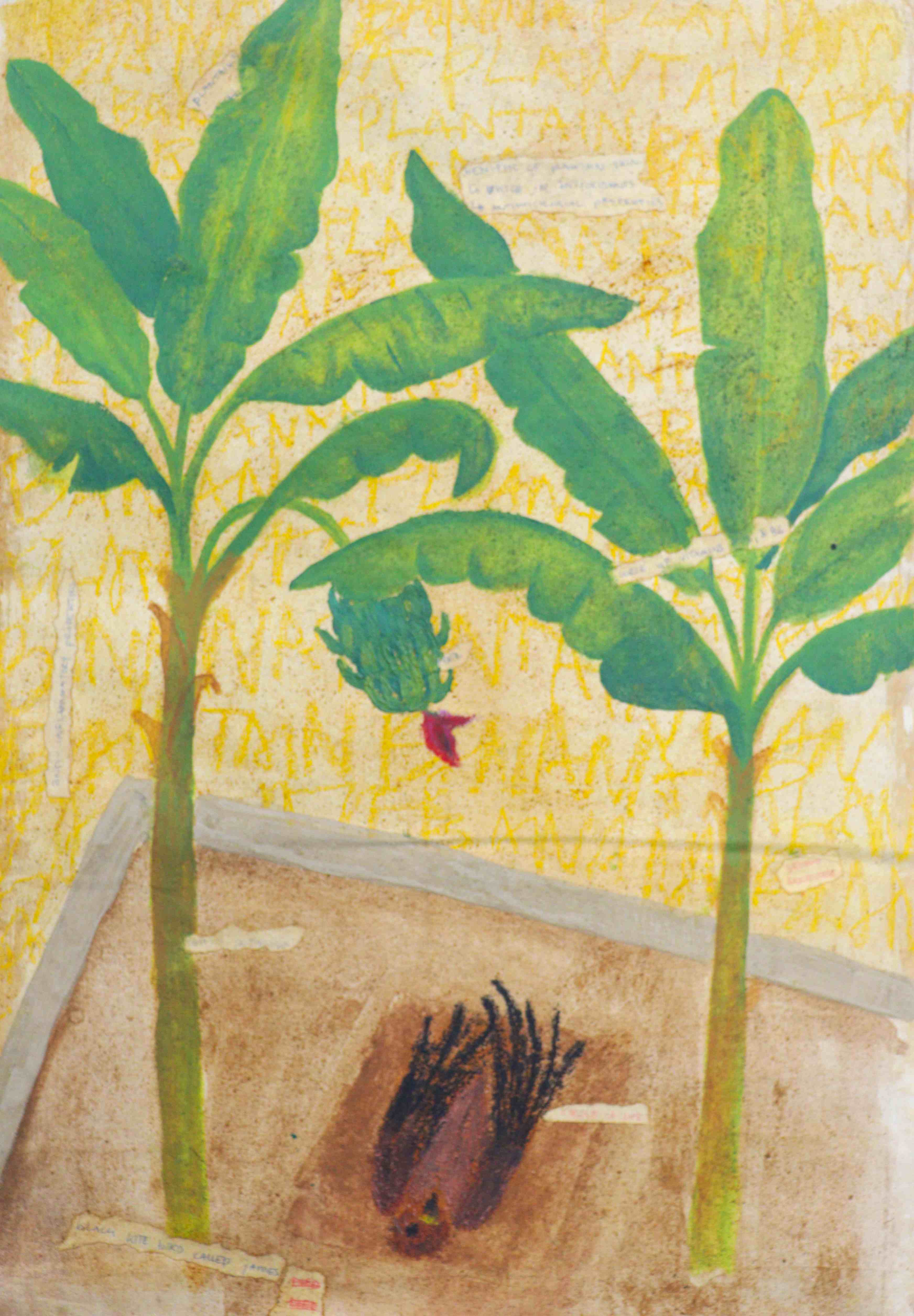 Black Kite James Plantain Fertilizer